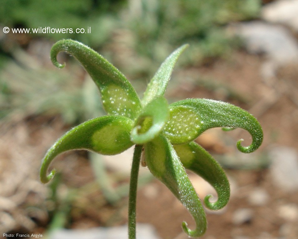 Ranunculus pinardii